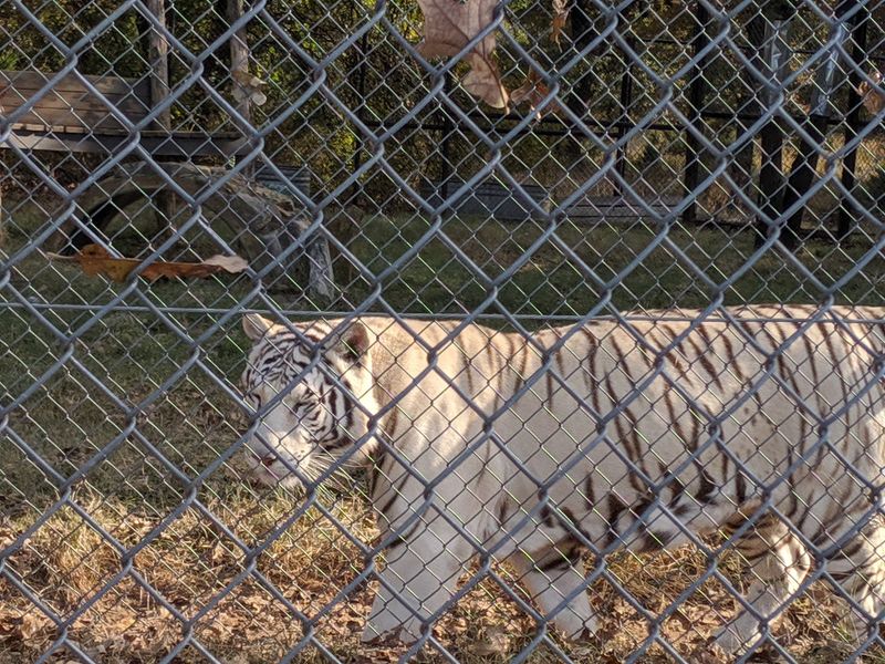 The White Tiger and Arctic Wolves The White Tiger and Arctic Wolves