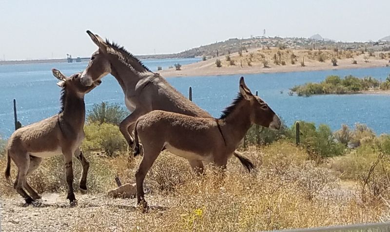 The Wild Donkeys Everyone Talks About The Wild Donkeys Everyone Talks About