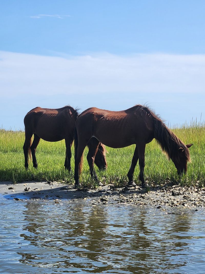 The Wild Horses That Steal Every Visit