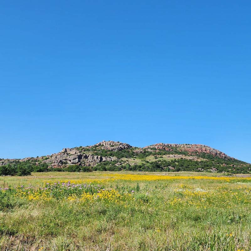 The Wildflower Bloom That Turns the Prairie Into a Painting The Wildflower Bloom That Turns the Prairie Into a Painting