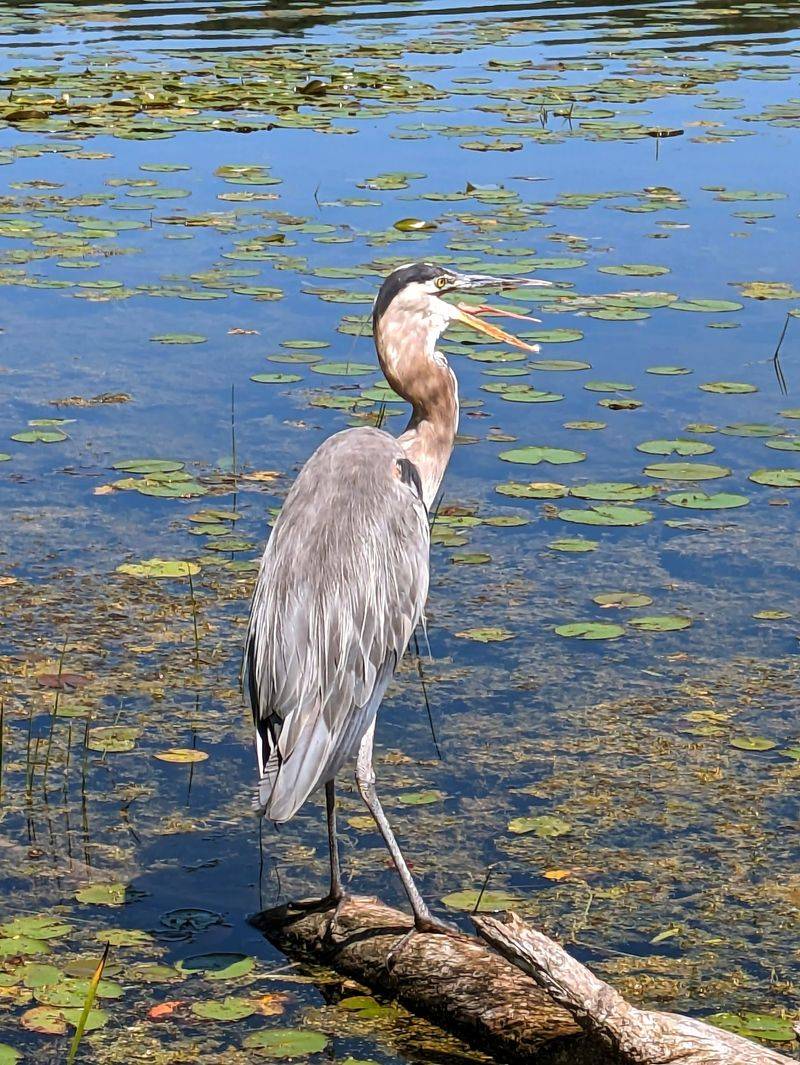 The Wildlife That Shares This Space With You The Wildlife That Shares This Space With You