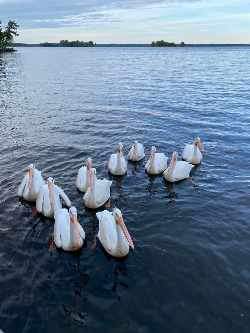 The Wildlife That Shares the Shoreline With You The Wildlife That Shares the Shoreline With You