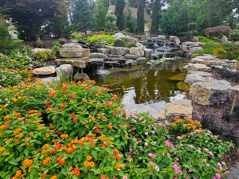 The Winnie the Pooh Koi Pond The Winnie the Pooh Koi Pond