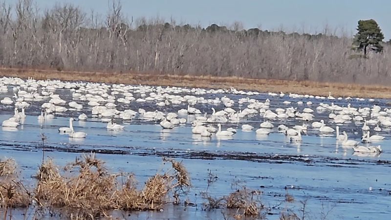 The Winter Return of the Tundra Swans The Winter Return of the Tundra Swans