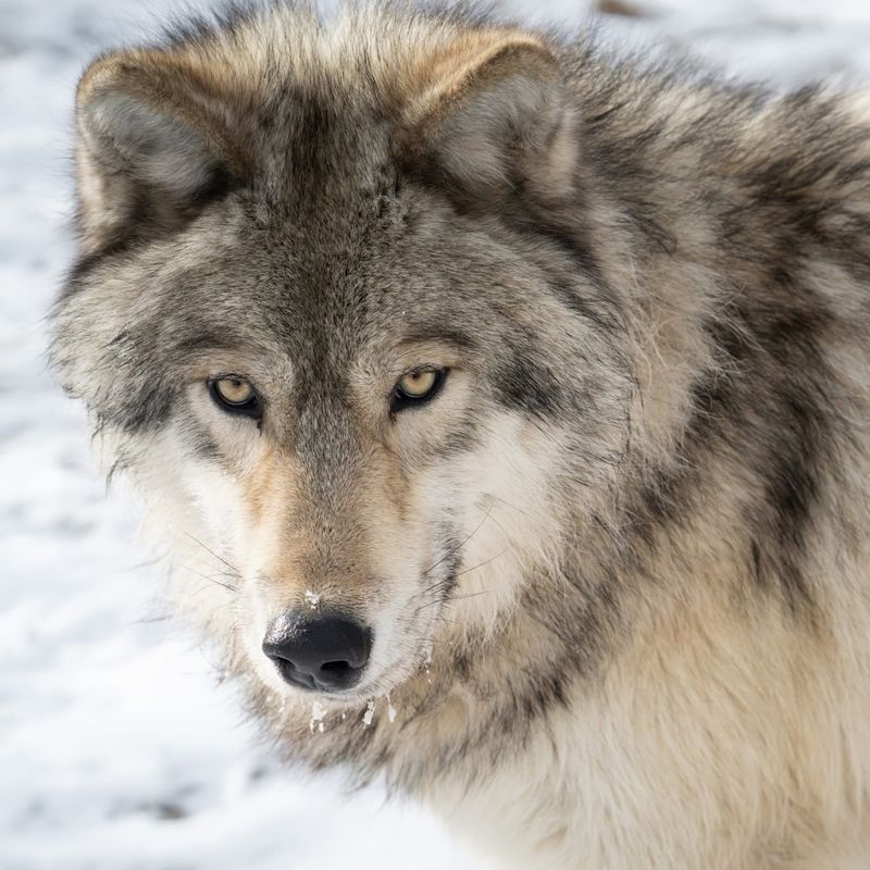 The Wolves - Stars of the Show The Wolves - Stars of the Show