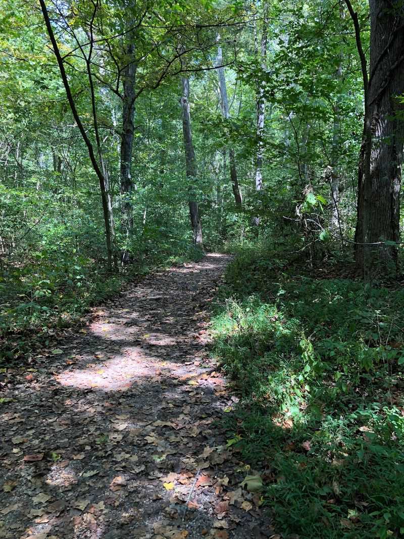 The Woodlands Trail And The Loop's Upper Section The Woodlands Trail And The Loop's Upper Section