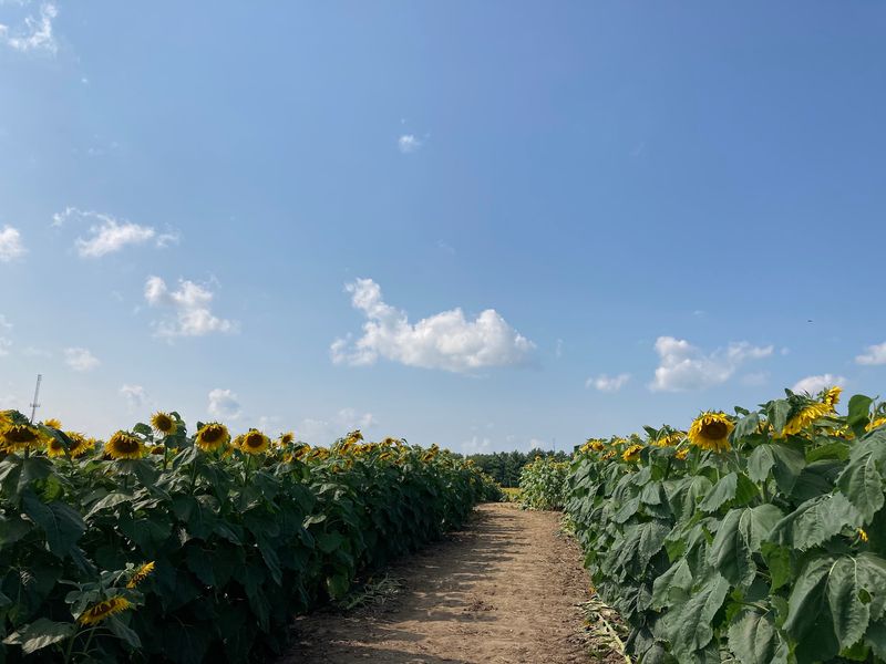 The Working Farm Character Behind the Flowers