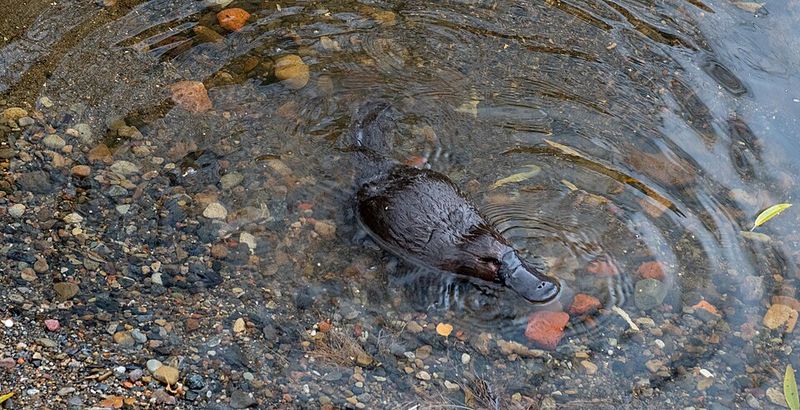 Then Researchers Found a Platypus Born in the Park