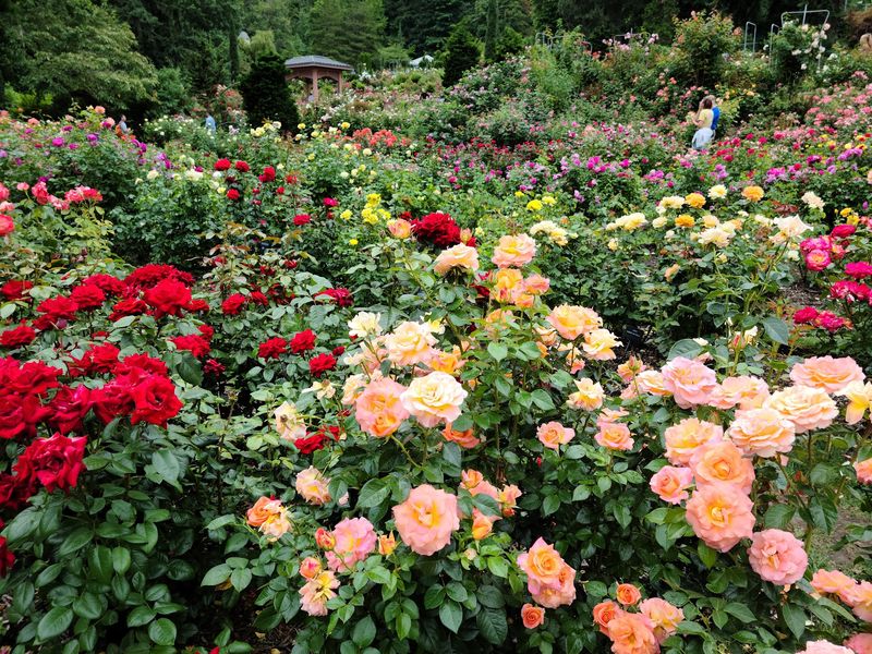 Thousands of Roses in Every Color Imaginable