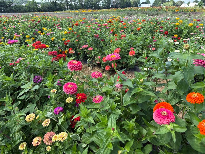 Three Acres of Flowers You Can Actually Pick Three Acres of Flowers You Can Actually Pick