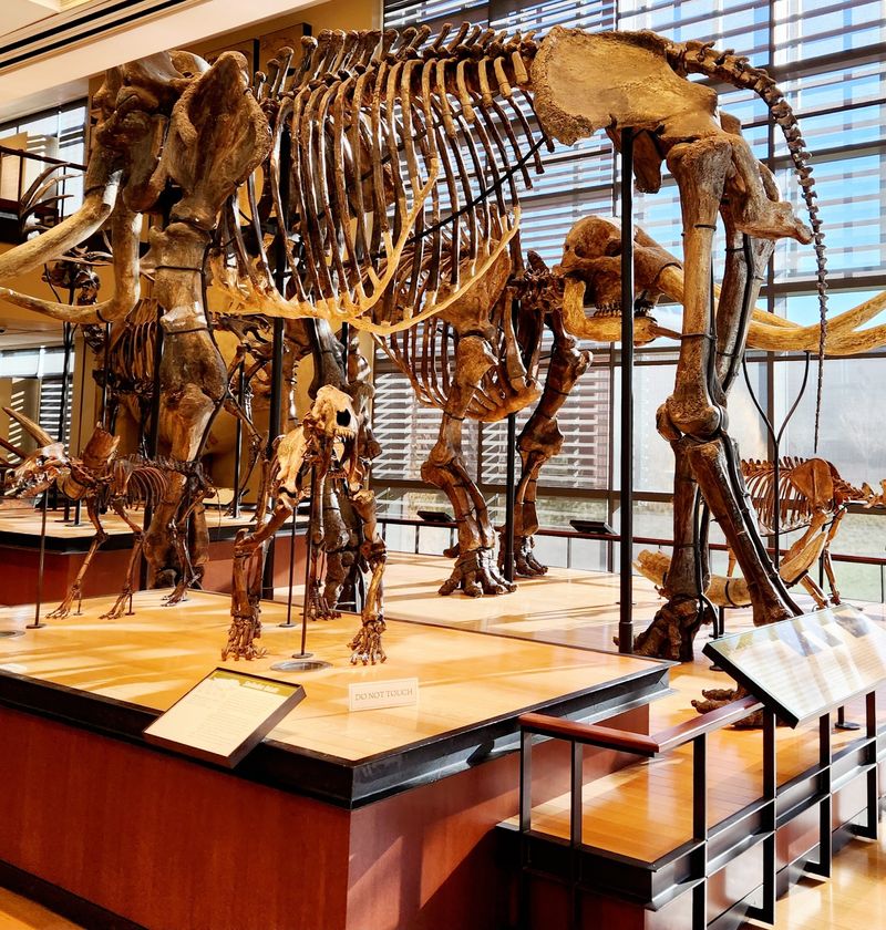 Three Floors of Skeletons and Preserved Fossils