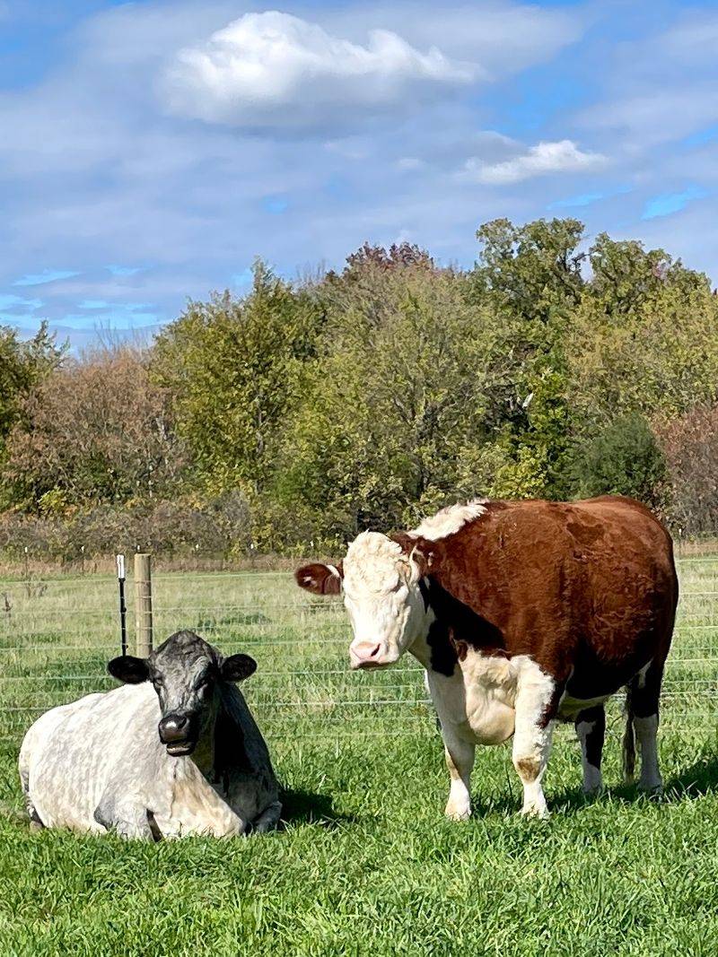 Timothy the Blind Cow and His Remarkable Story Timothy the Blind Cow and His Remarkable Story