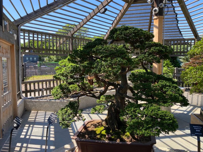 Tiny Trees, Big Wonder At The Bonsai Garden Tiny Trees, Big Wonder At The Bonsai Garden
