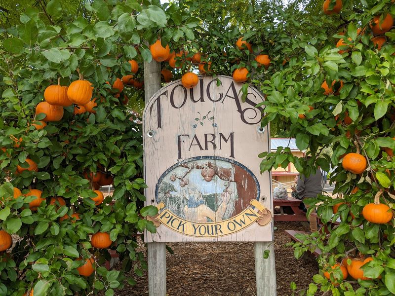 Tougas Family Farm, Northborough, MA