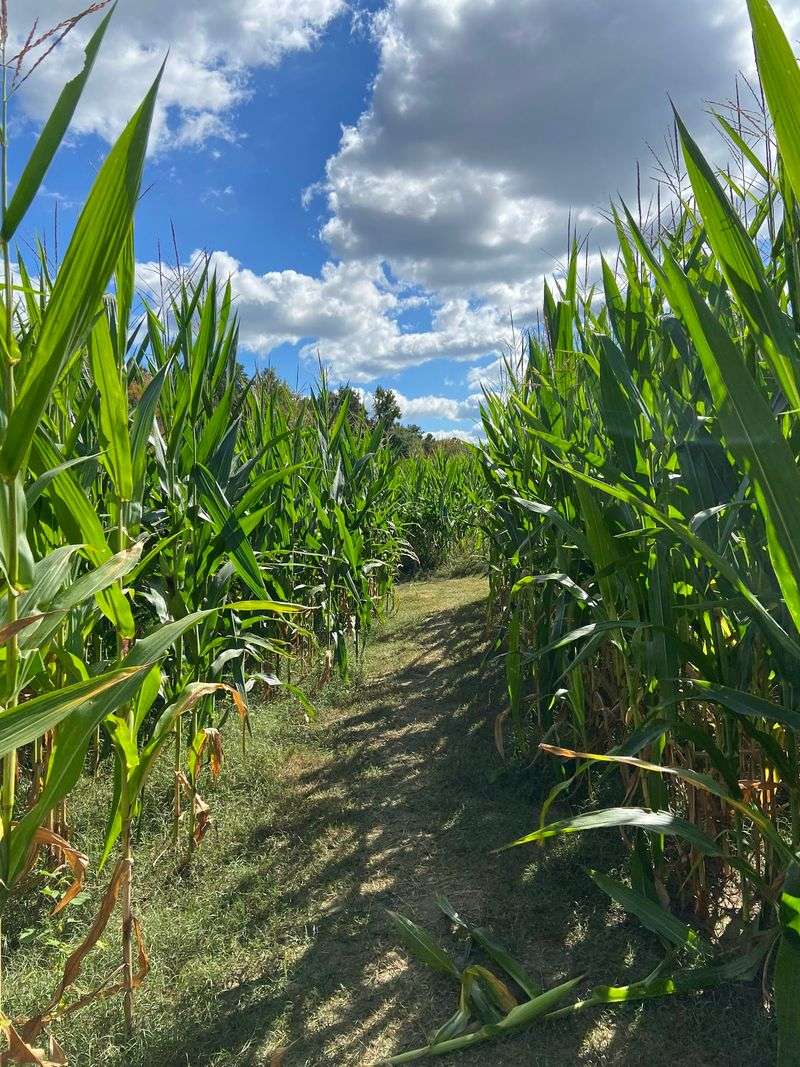 Towering Stalks and Wrong Turns Towering Stalks and Wrong Turns