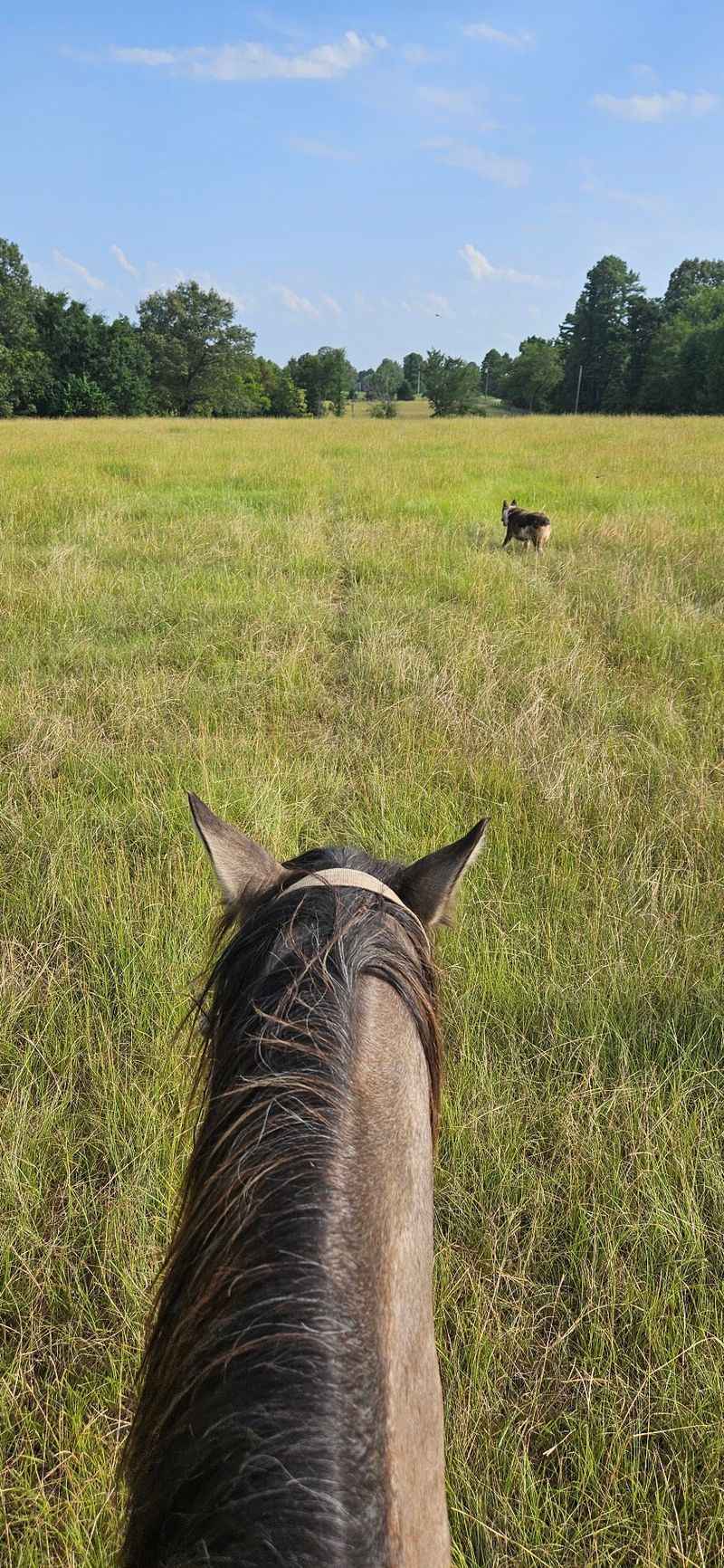 Trail Rides Through the Herds Trail Rides Through the Herds