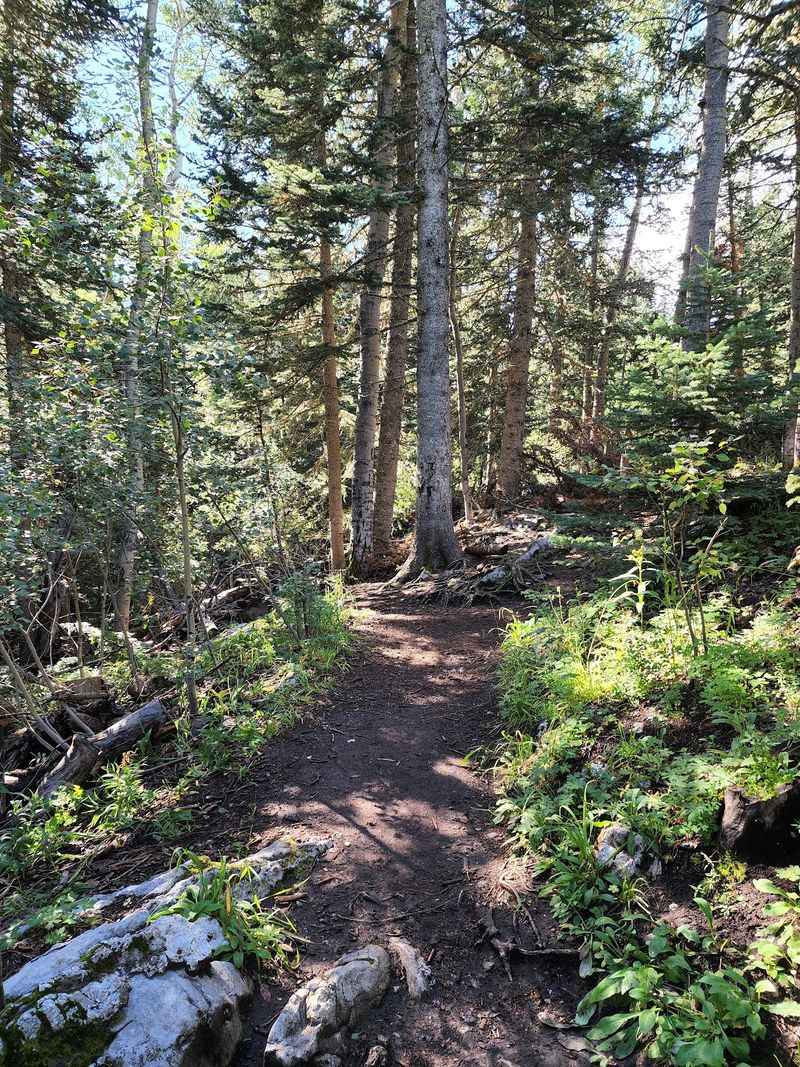 Trails That Branch Off in Every Direction Trails That Branch Off in Every Direction