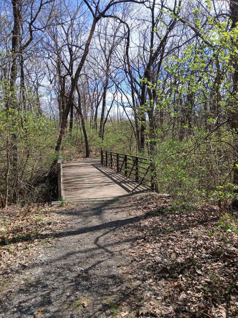 Trails That Disappear into the Forest Trails That Disappear into the Forest