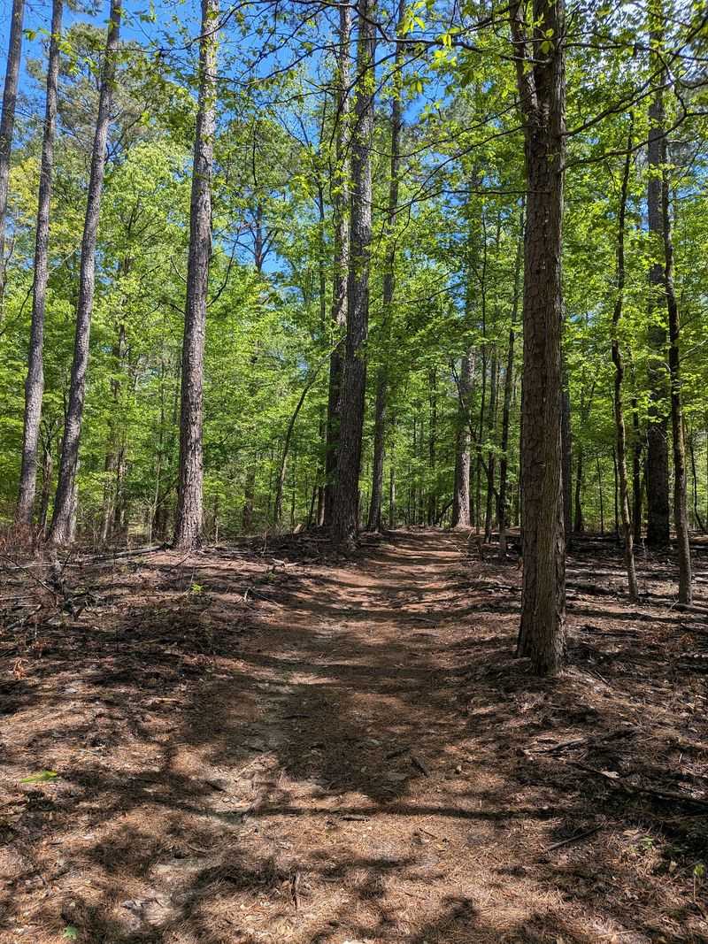 Trails That Earn Their Reputation: Hiking Through the Forest Trails That Earn Their Reputation: Hiking Through the Forest