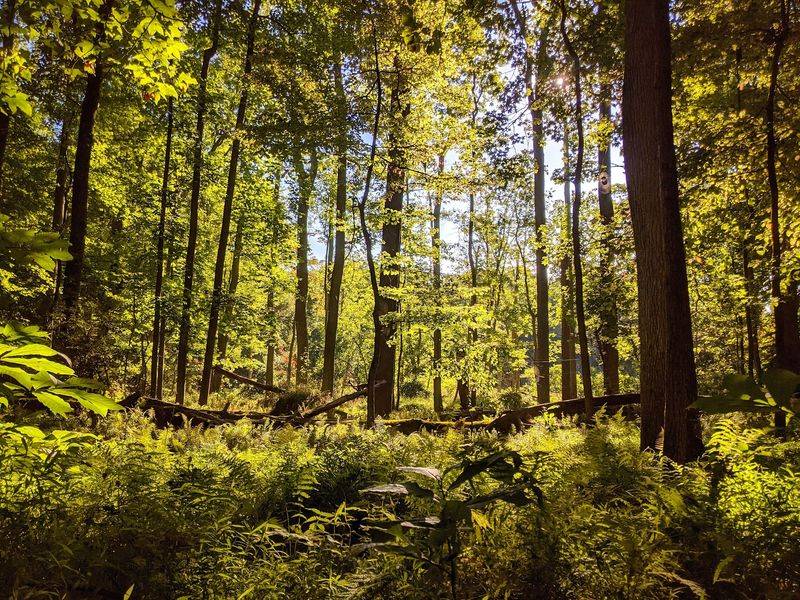 Trails Through Forest and Marsh