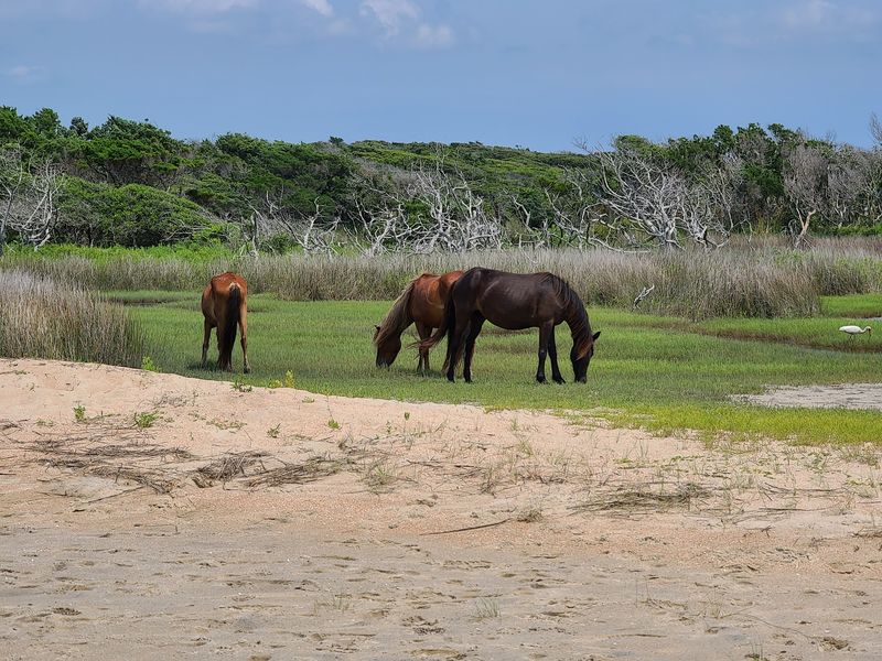 Trails Through the Inner Island