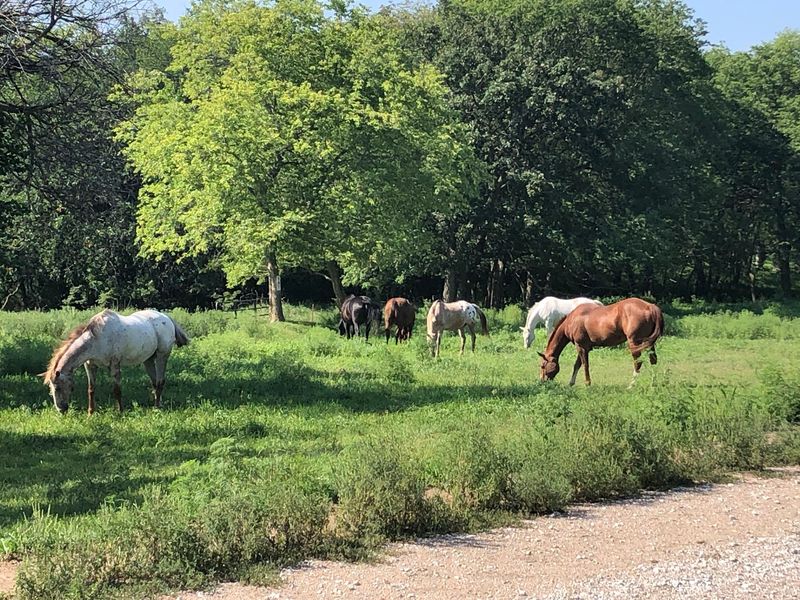 Trails and Horseback Rides: Where the Park Gets Quiet and Wide Open Trails and Horseback Rides: Where the Park Gets Quiet and Wide Open