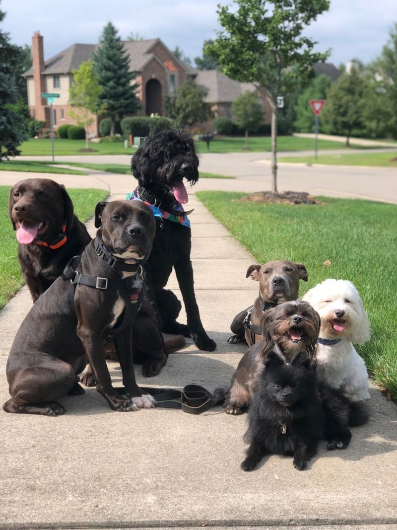 Training Multiple Dogs From the Same Household Training Multiple Dogs From the Same Household