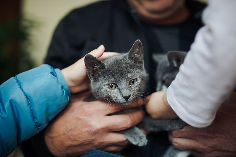Treating Pets Like Members of the Family