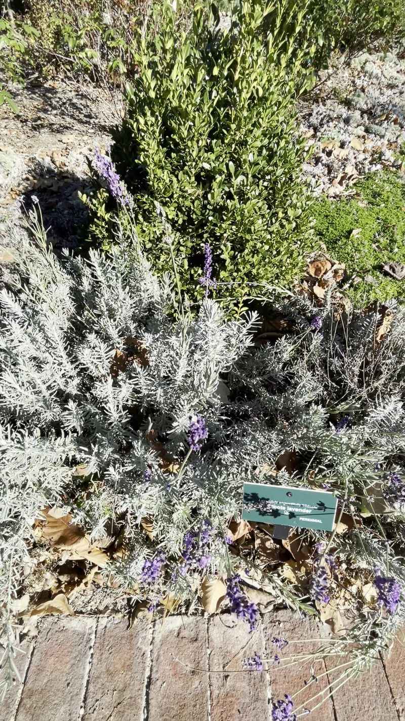 Tree Collections And Botanical Labels Tree Collections And Botanical Labels