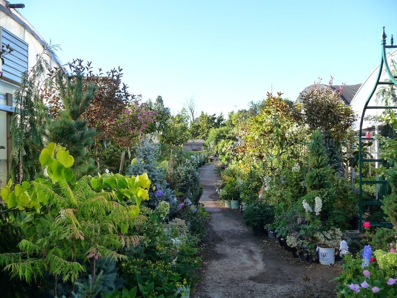 Trees, Shrubs, and the Japanese Maple Collection