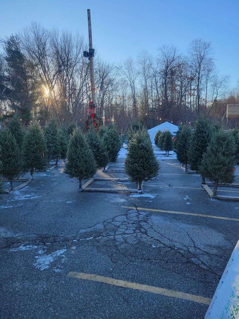 Trees That Stay Full and Fresh Trees That Stay Full and Fresh