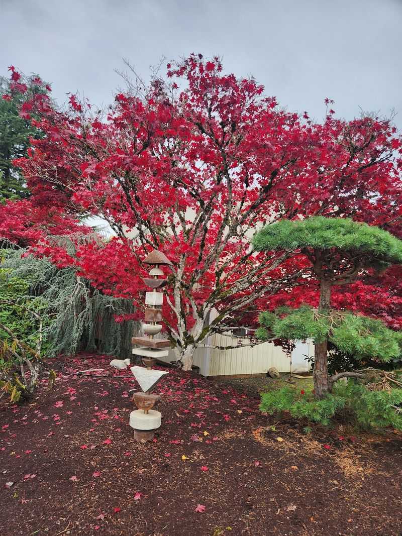 Trees That Steal the Show