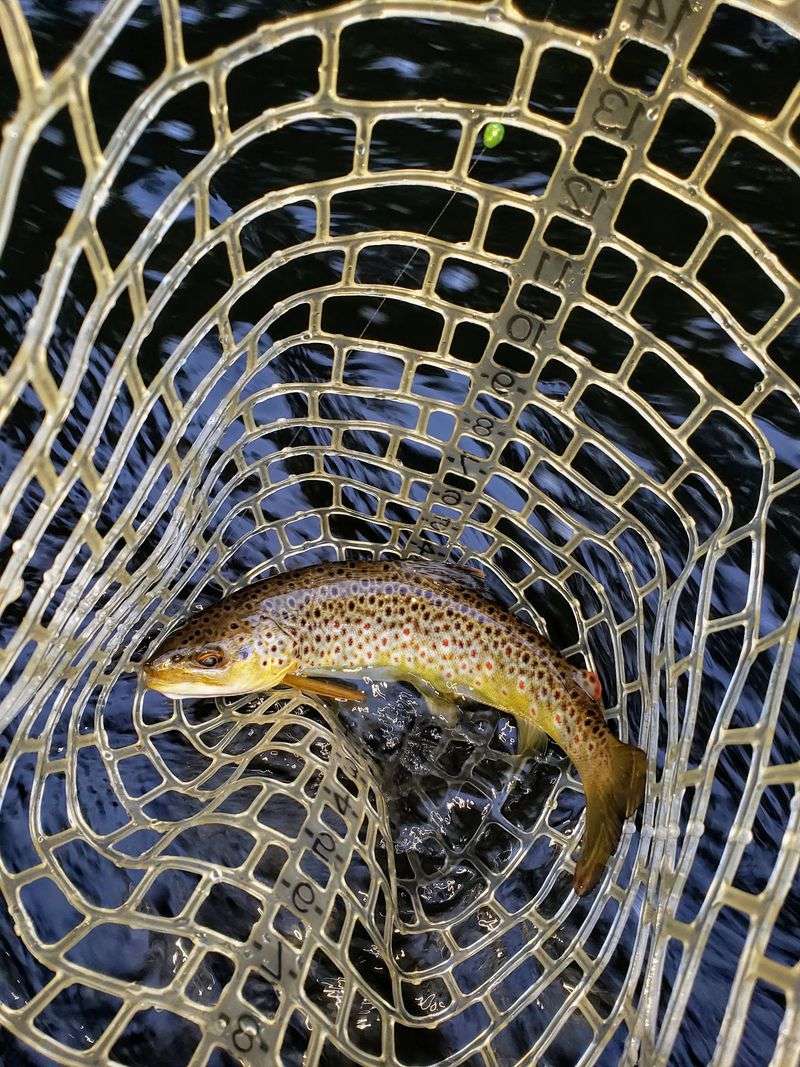 Trout Fishing with Specific Rules Trout Fishing with Specific Rules