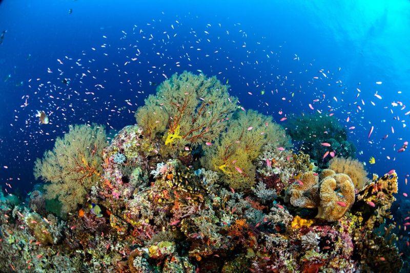 Tubbataha Reefs, Philippines