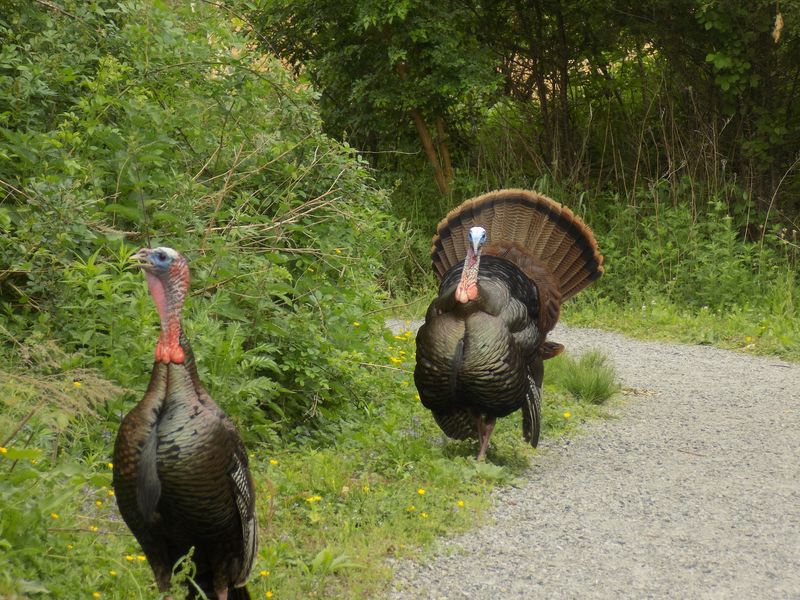 Turkeys With Zero Stage Fright Turkeys With Zero Stage Fright