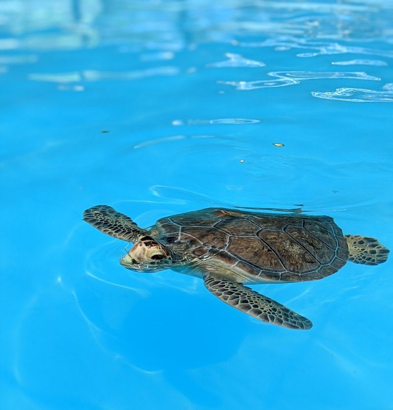 Turtle Hospital, Marathon, FL Turtle Hospital, Marathon, FL