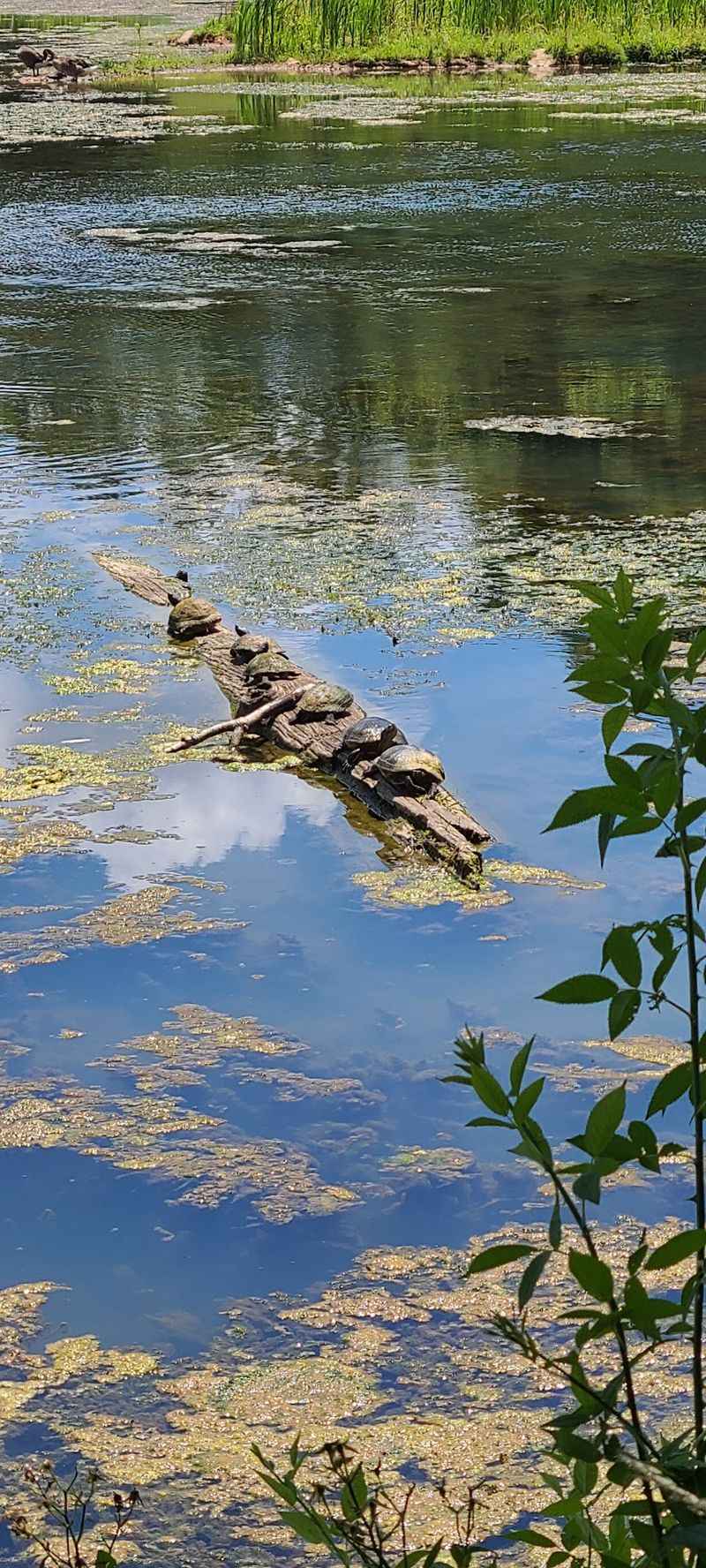 Turtles, Birds, and Backyard Wildlife Turtles, Birds, and Backyard Wildlife