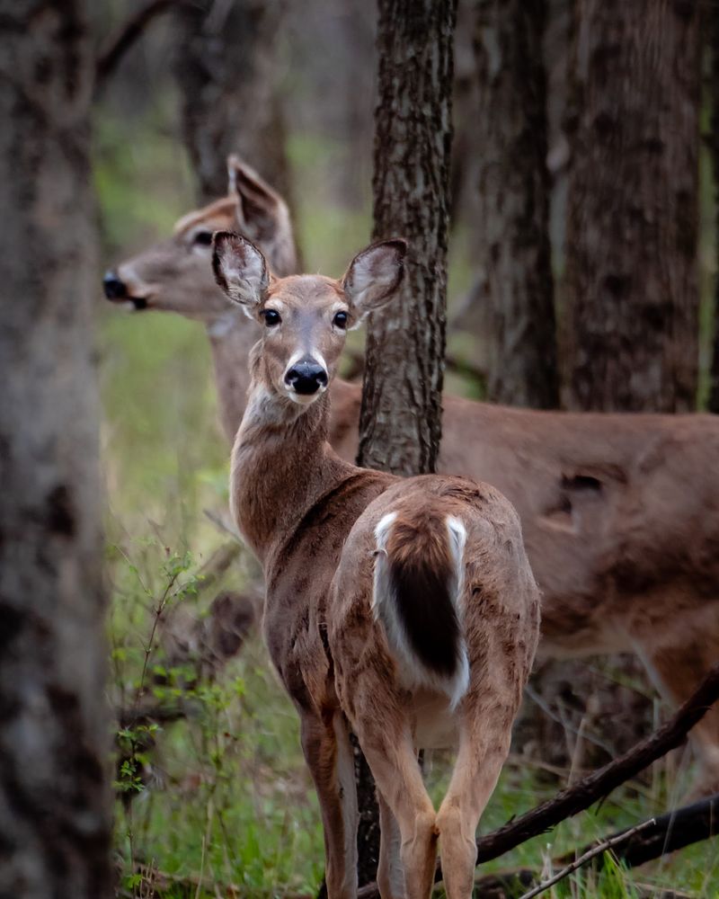 Turtles, Deer, and the Wilder Side of the Preserve Turtles, Deer, and the Wilder Side of the Preserve