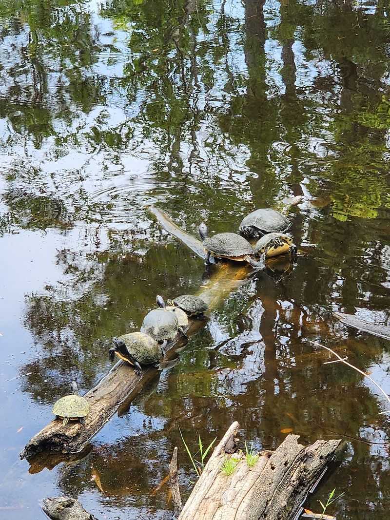 Turtles Everywhere You Look