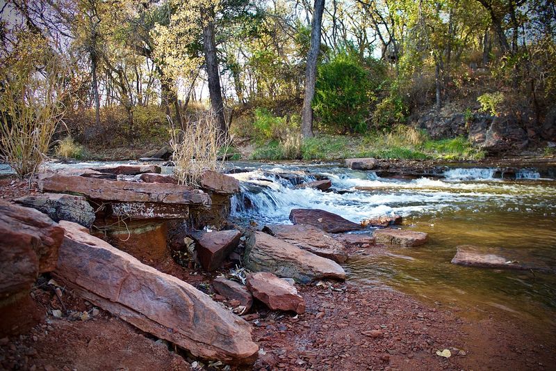 Turtles, Prairie Dogs, and the Stars of the Creek