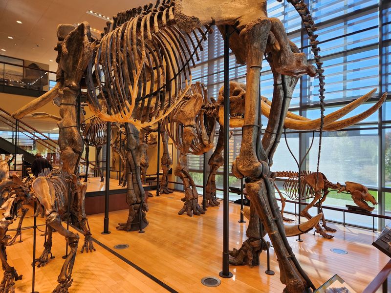 Two Full Mammoths Towering Overhead