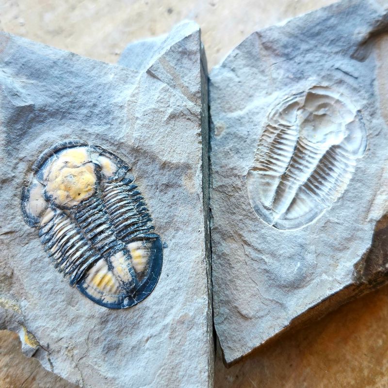 U-Dig Fossils: Quarry, Delta, Utah
