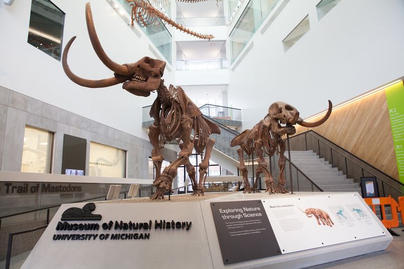 University of Michigan Museum of Natural History University of Michigan Museum of Natural History