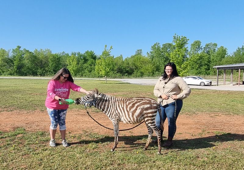 VIP Animal Encounters and What You Can Actually Do Here VIP Animal Encounters and What You Can Actually Do Here