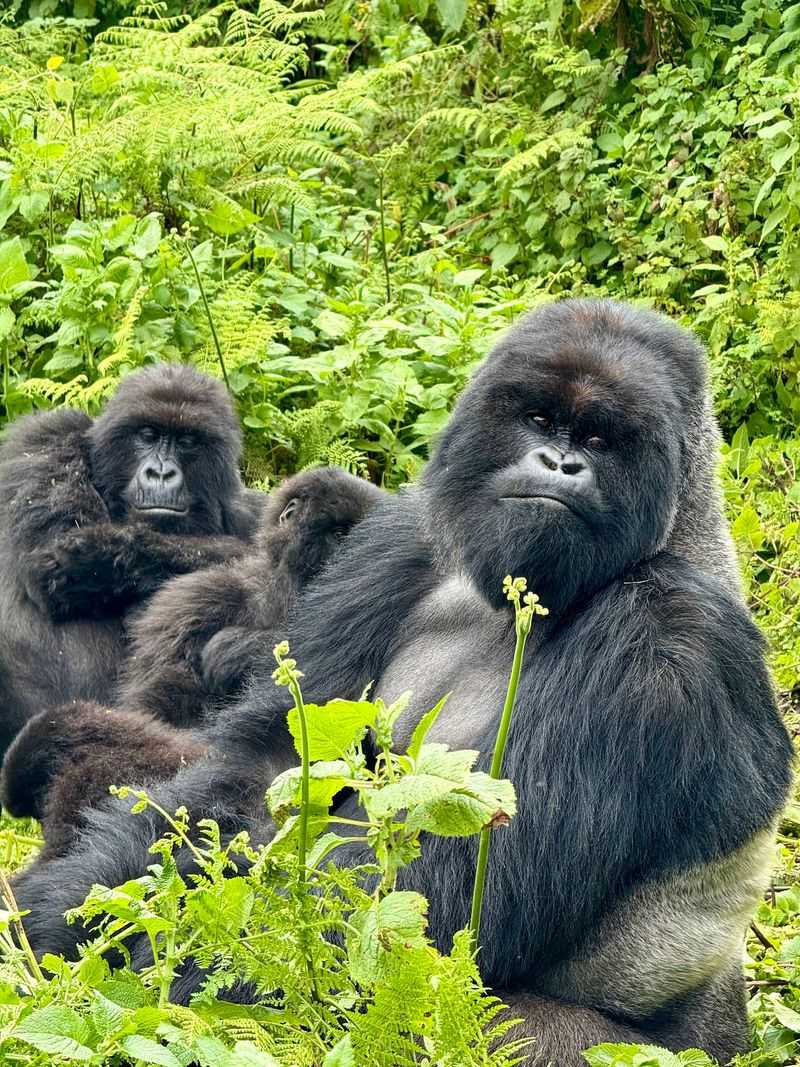 Volcanoes National Park, Rwanda