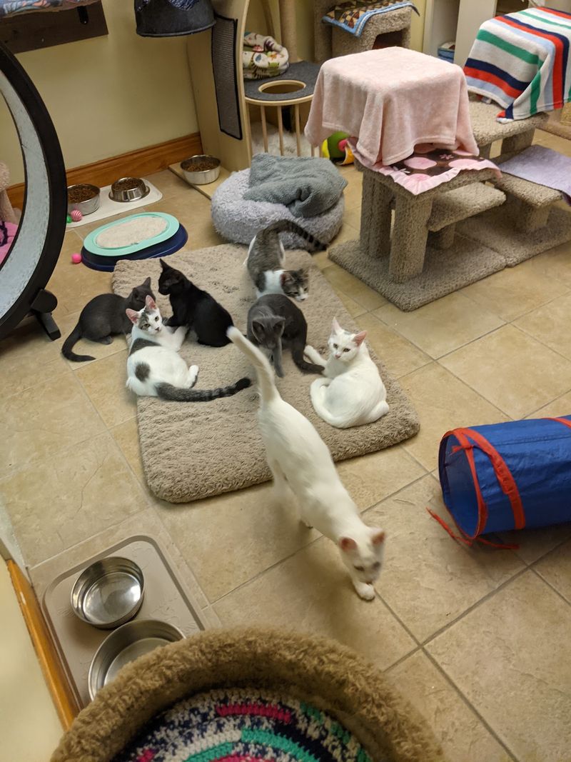 Volunteering and Fostering Opportunities at the Rescue Volunteering and Fostering Opportunities at the Rescue