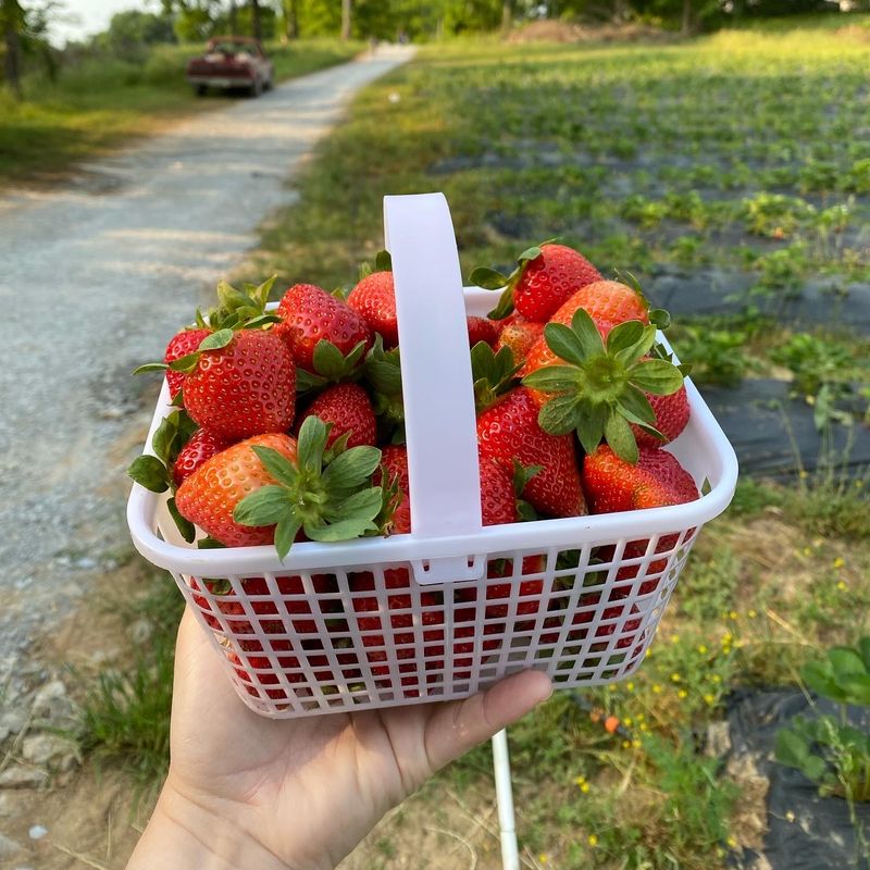 Wagner Berry Farm, Spring Hill, TN Wagner Berry Farm, Spring Hill, TN