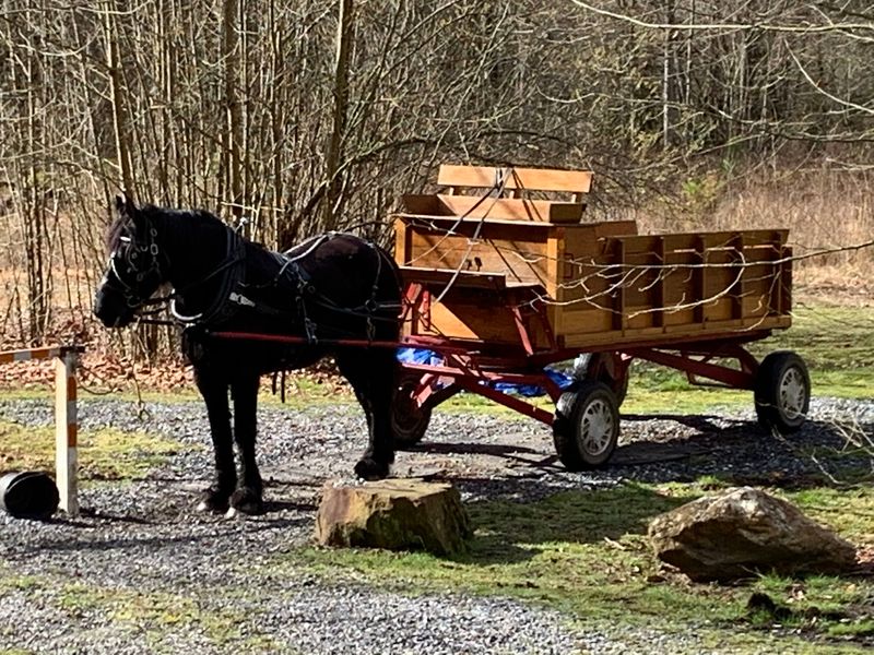 Wagon Rides for the Whole Crew