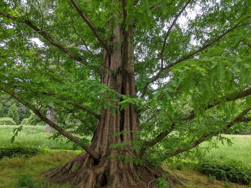 Walking Beneath Stoneleigh's Remarkable Trees Walking Beneath Stoneleigh's Remarkable Trees