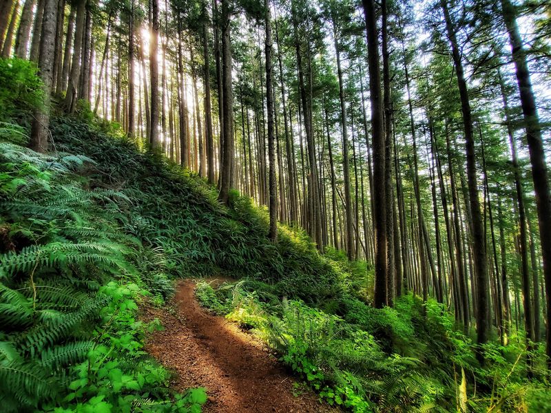 Walking Through Ancient Old-Growth Forest Walking Through Ancient Old-Growth Forest